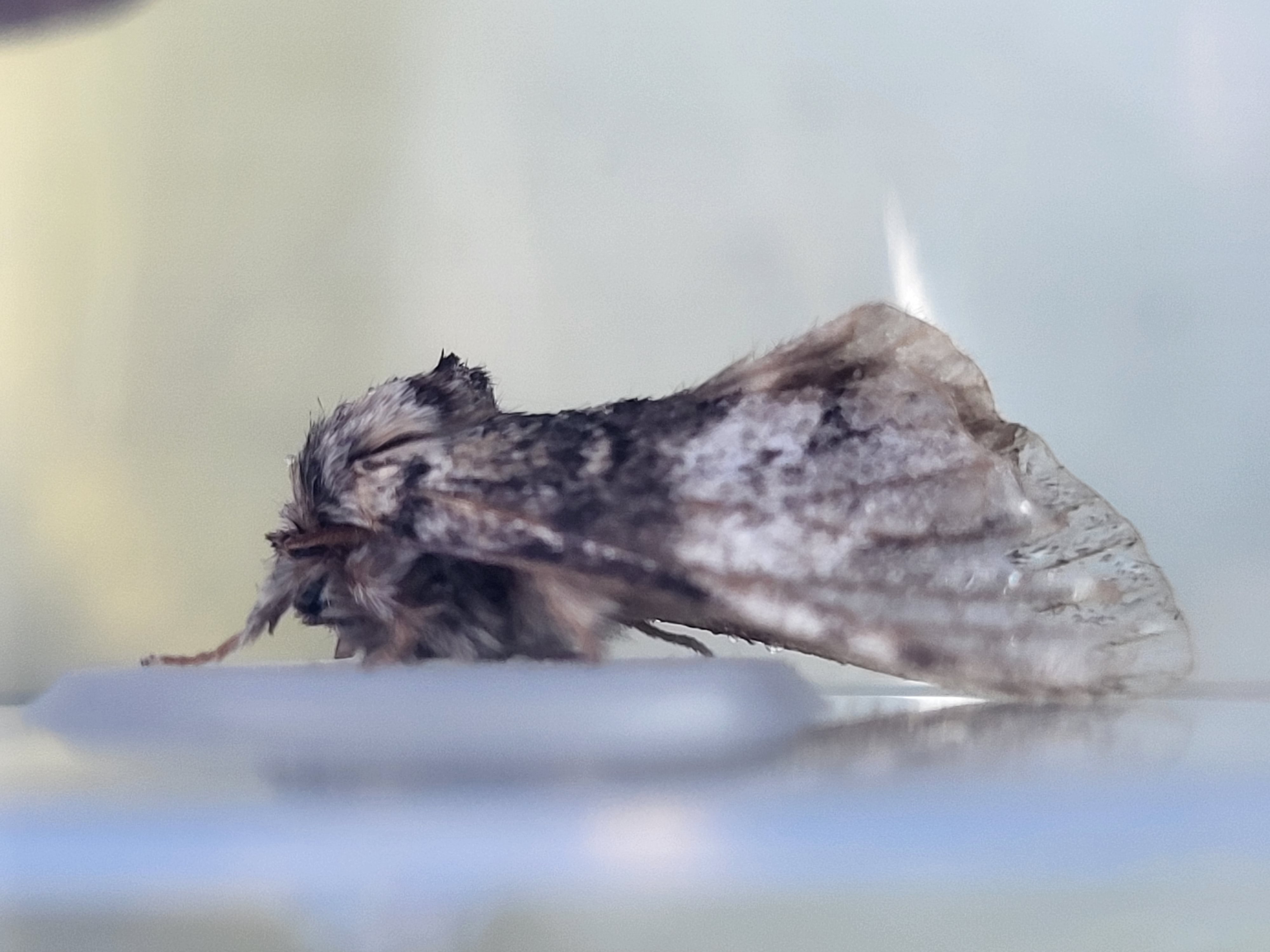 Photo of Marbled Brown (Drymonia dodonaea)
